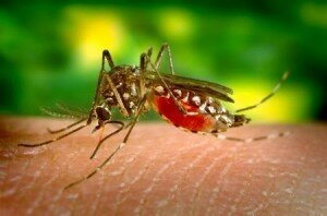 Выбор ультразвуковых отпугивателей комаров 