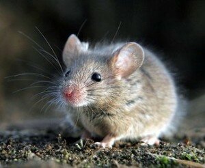 Выбор отпугивателей мышей